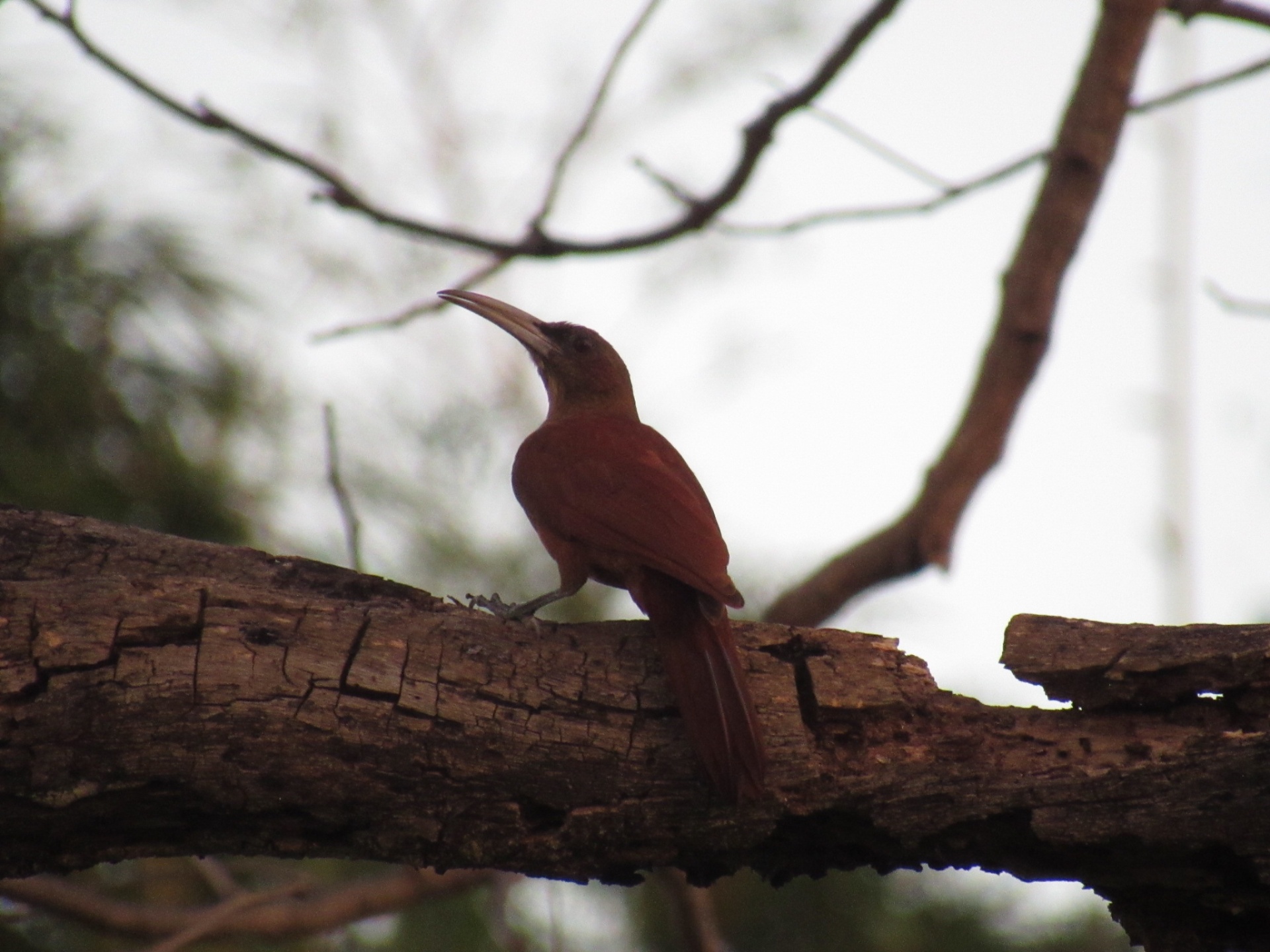 Arapaçu-grande (Xiphocolaptes major)