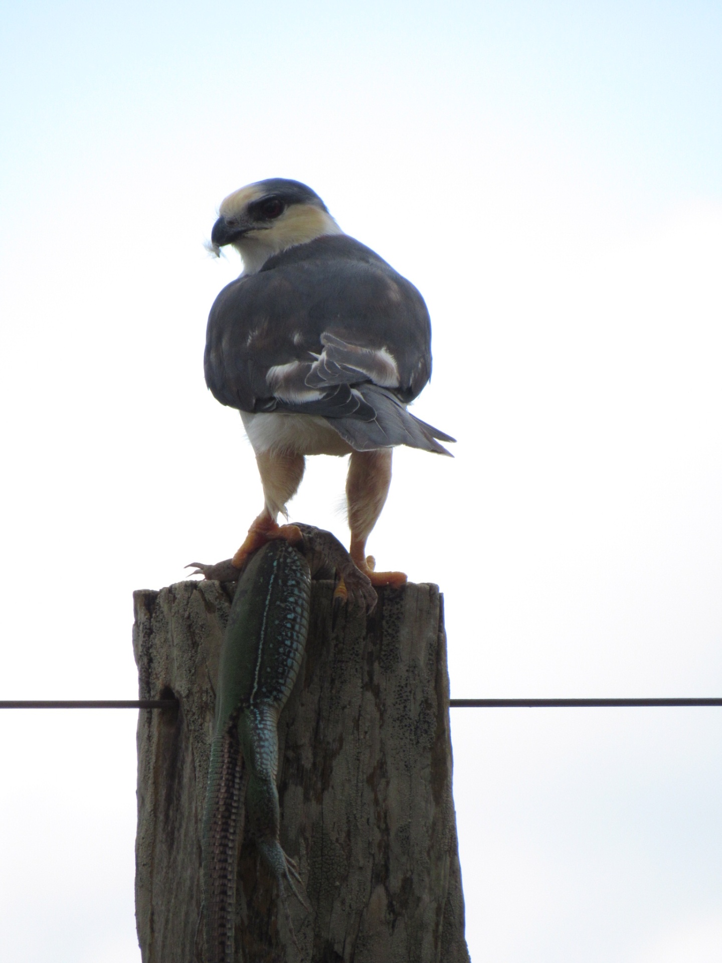 Gavião-peneira (Elanus leucurus)