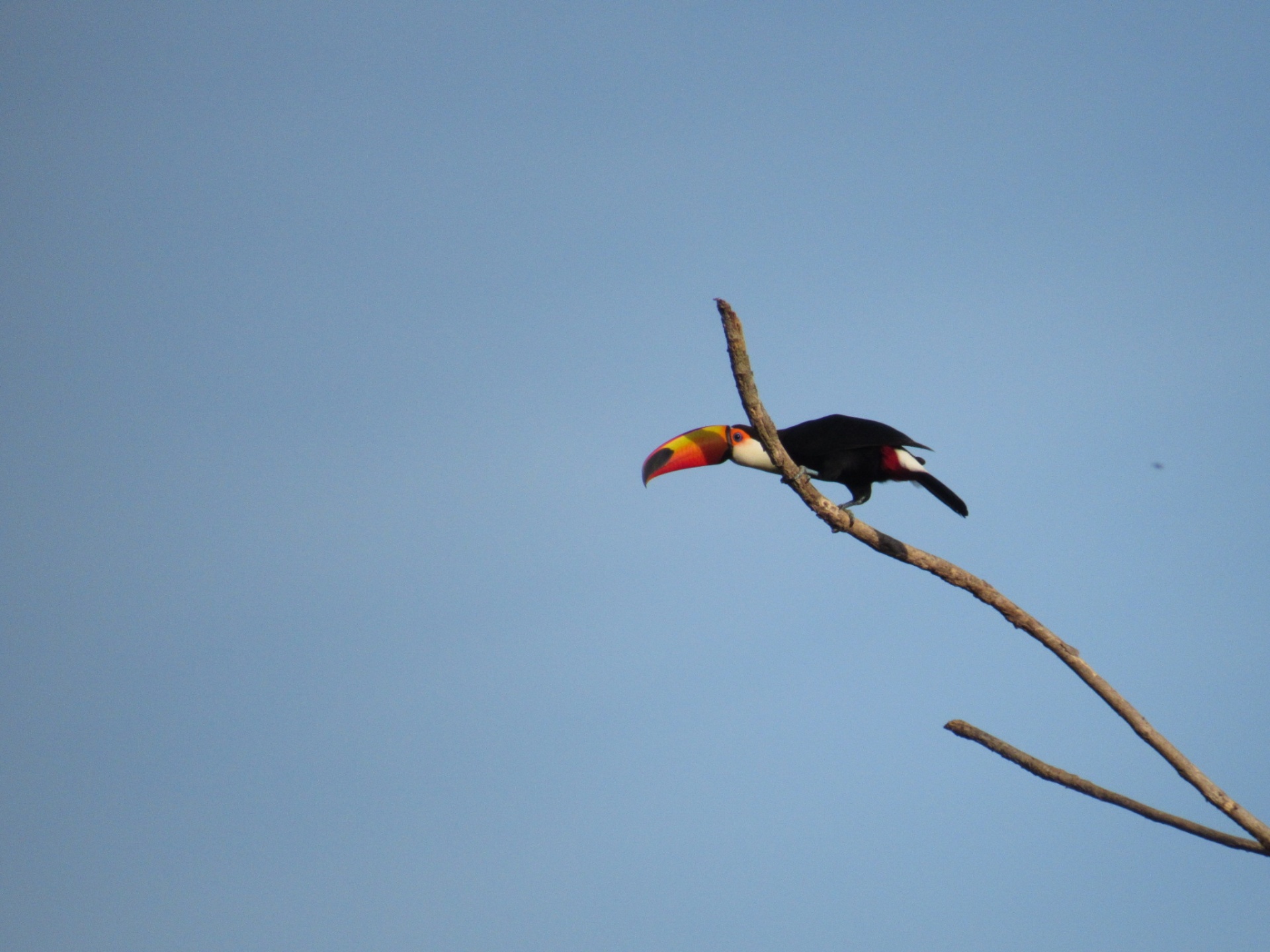 Tucano-toco (Ramphastos toco)