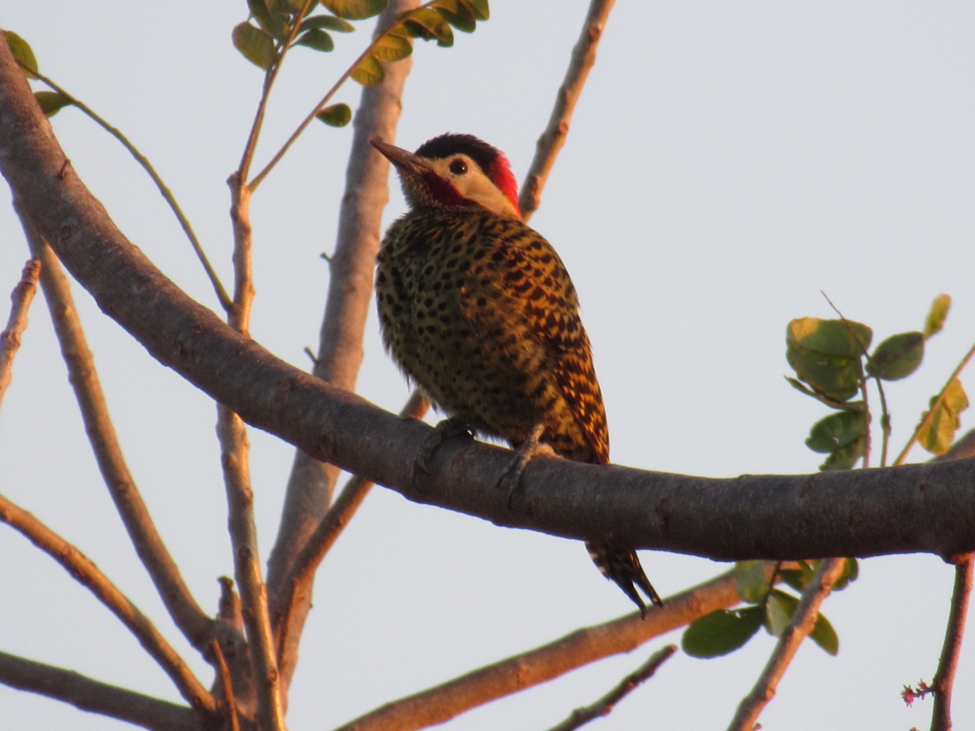 Pica-pau-verde-barrado (Colaptes melanochloros)