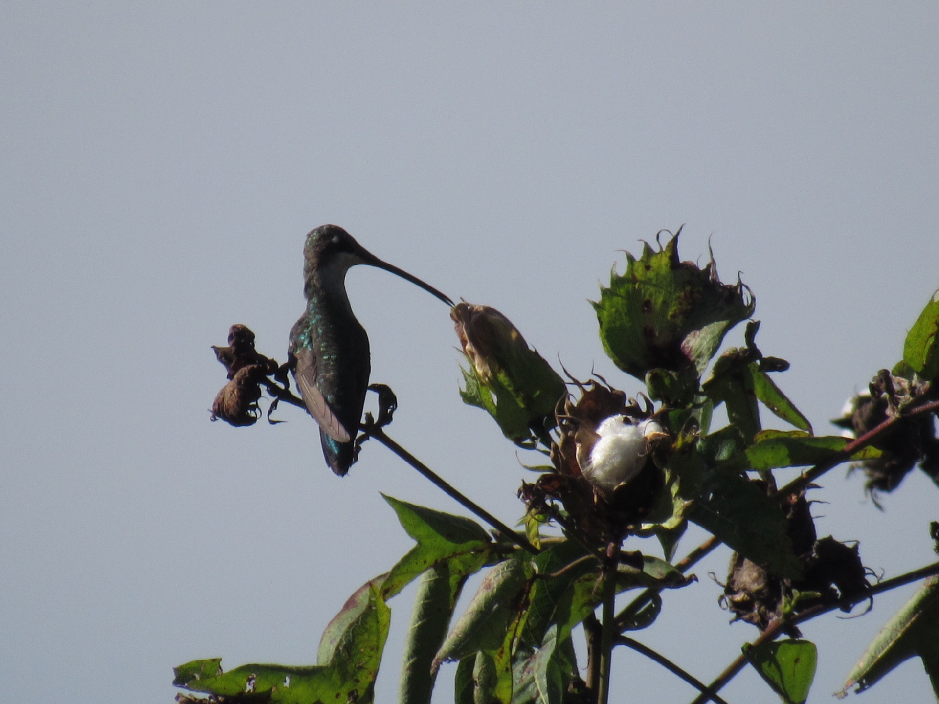 Beija-flor-tesoura (Eupetomena macroura)