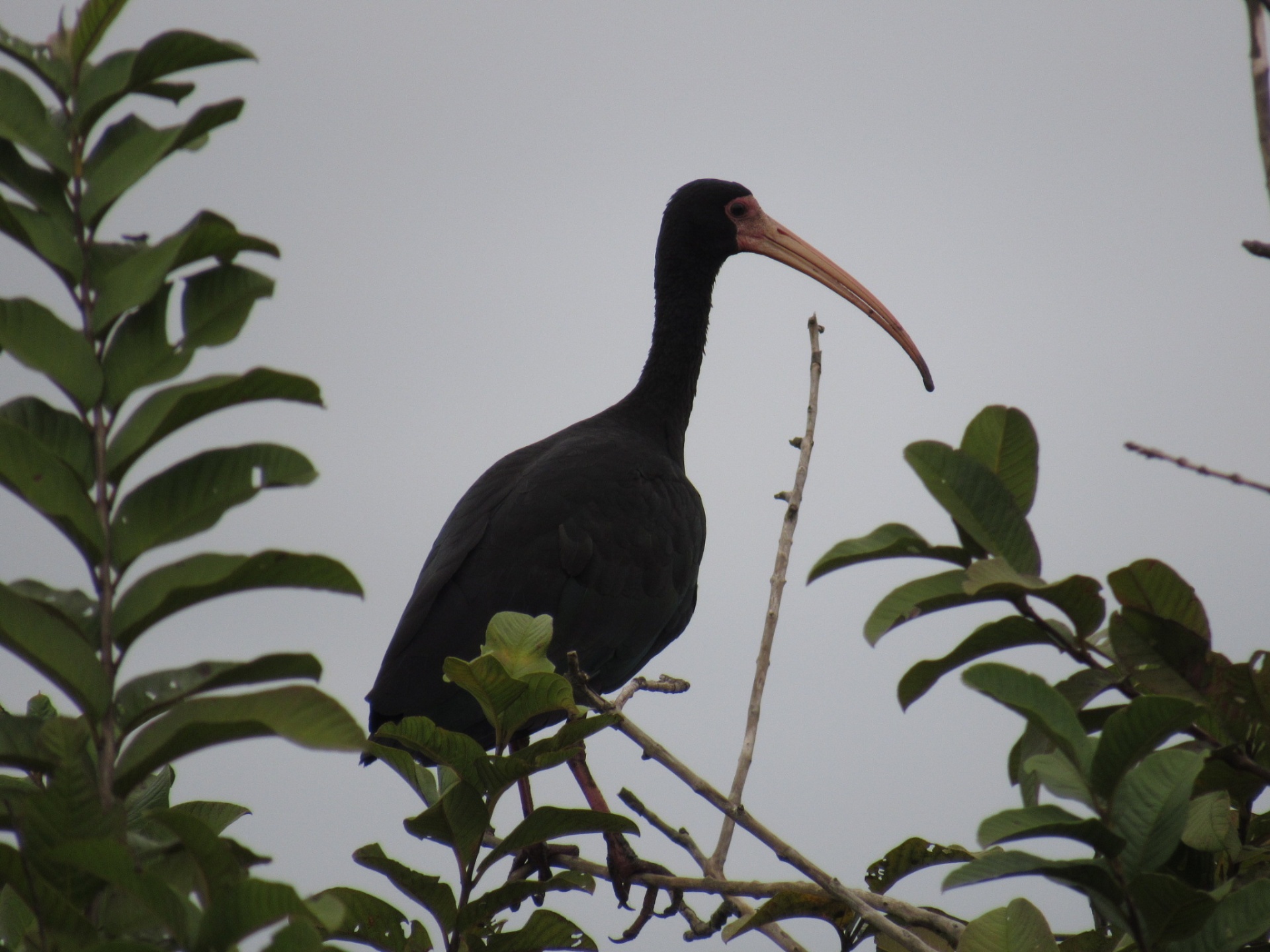 Coró-coró (Phimosus infuscatus)
