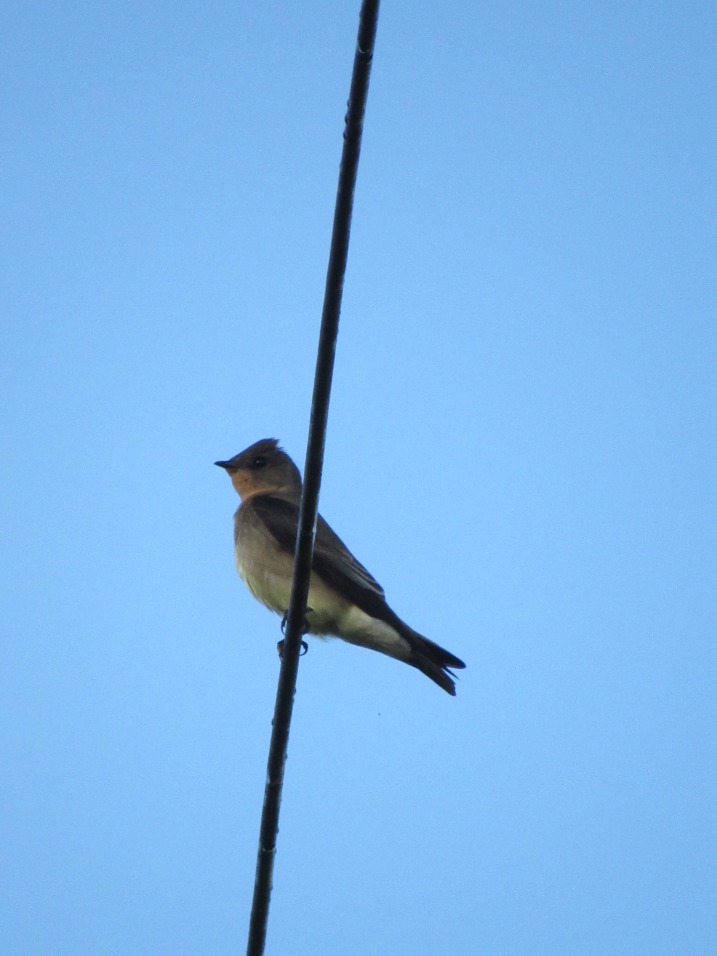 Andorinha-serradora (Stelgidopteryx ruficollis)