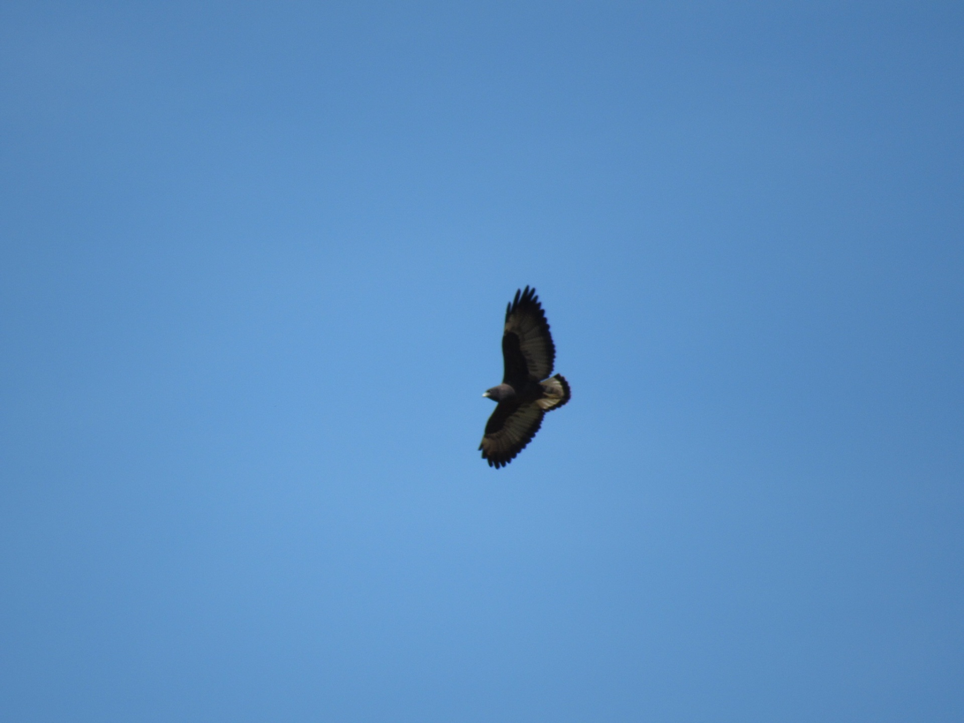 Gavião-de-cauda-curta (Buteo brachyurus)