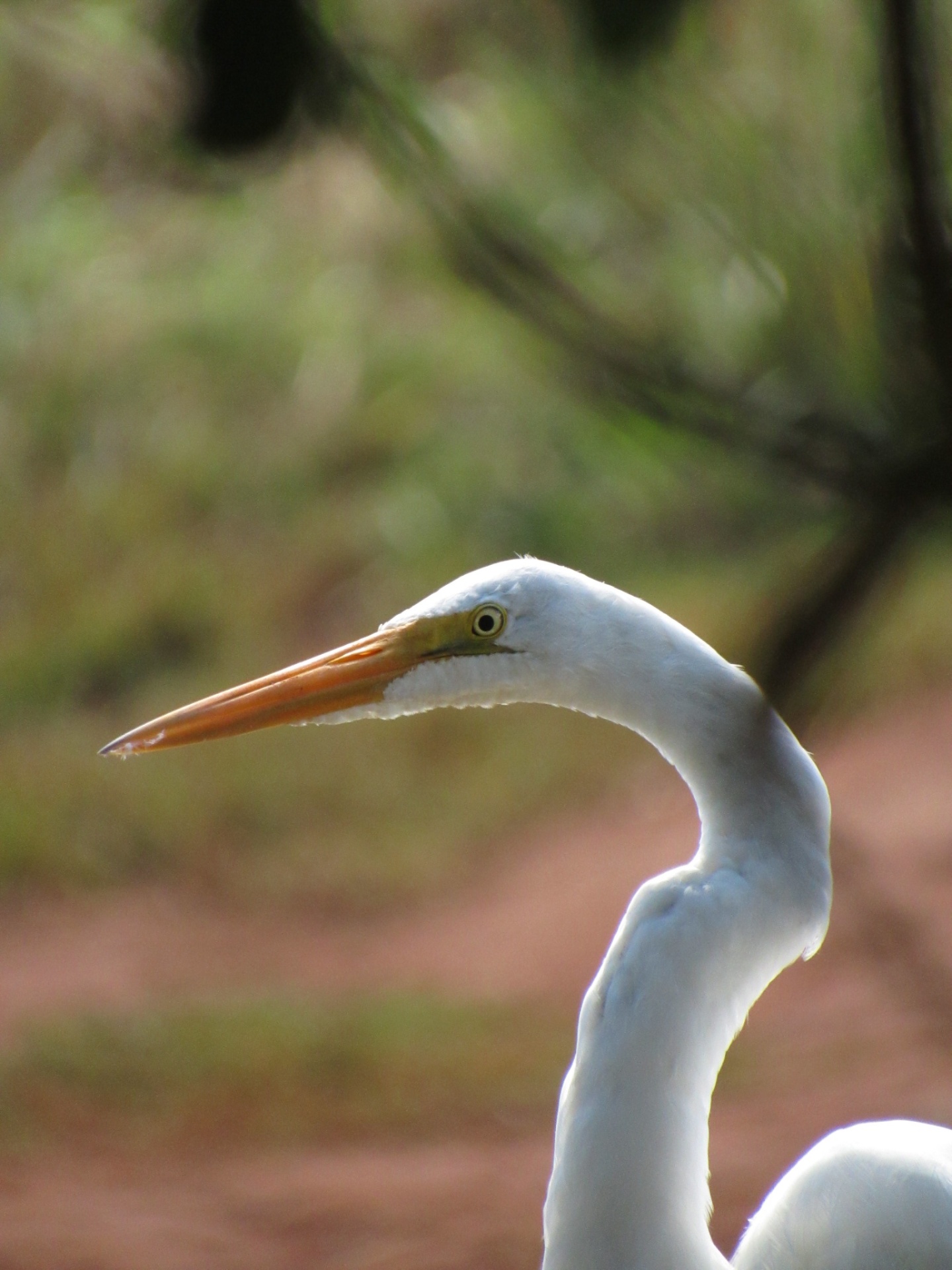 Garça-branca-grande (Ardea alba) — Assentamento Margarida Alves, Mirassol d'Oeste – MT