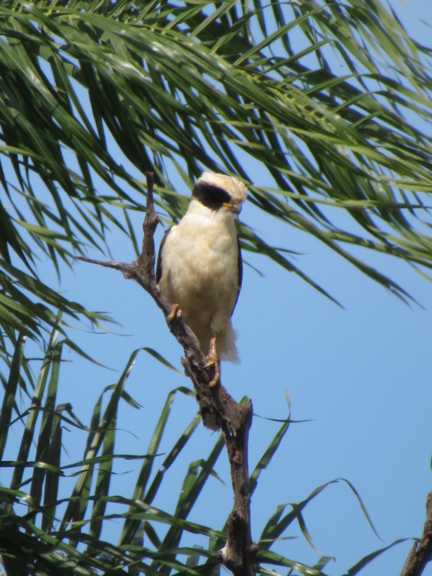 Gavião-carrapateiro (Milvago chimachima)
