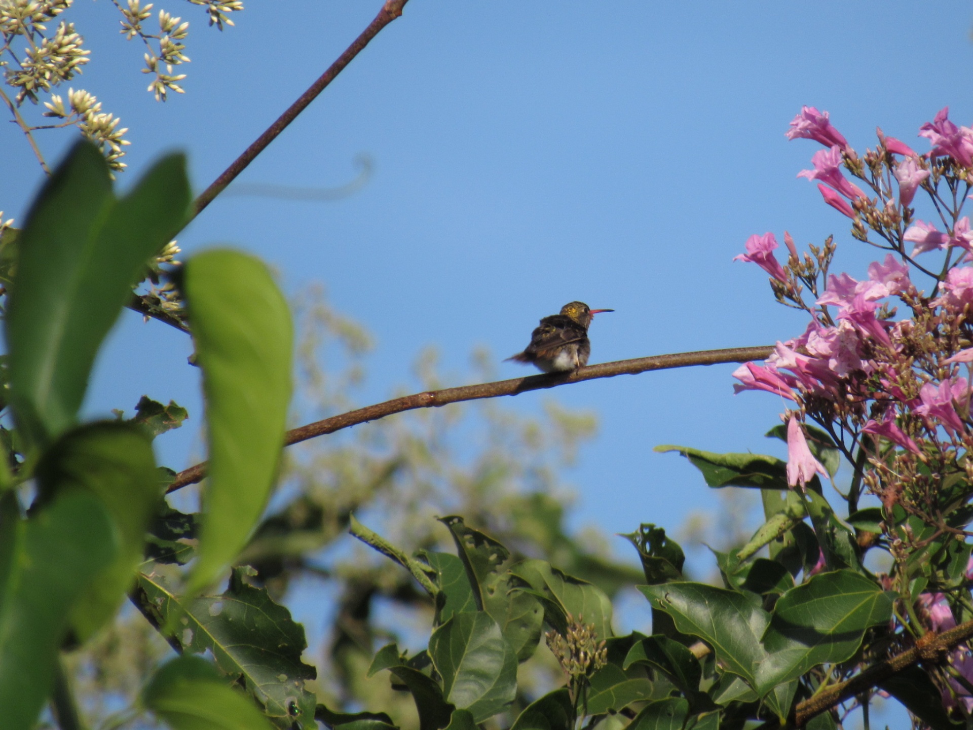 Beija-flor (Trochilidae sp.)