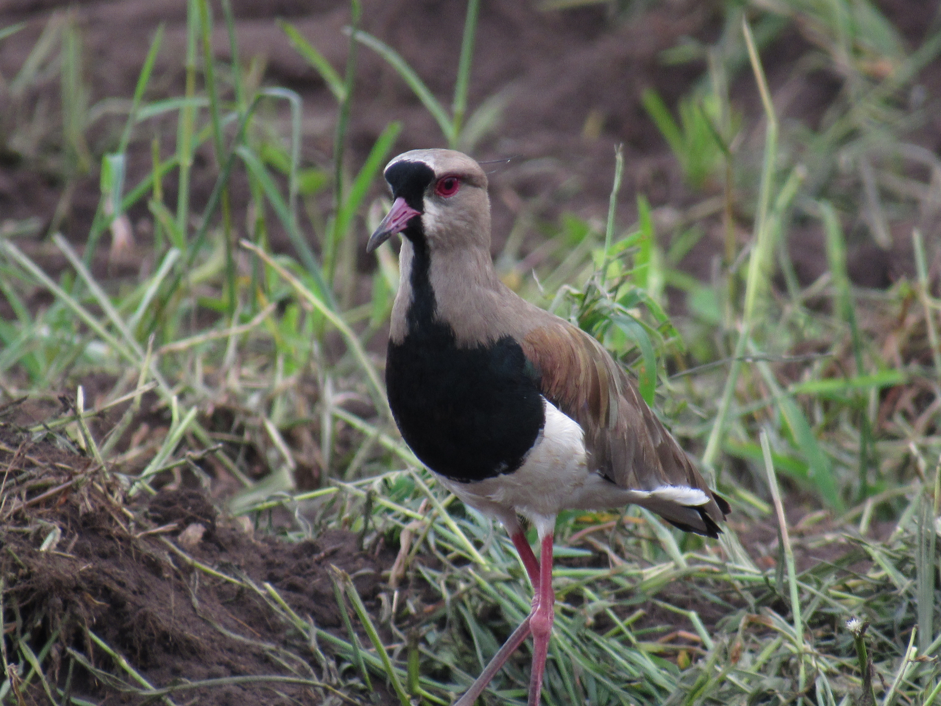 Quero-quero (Vanellus chilensis) — Pastagem — Mirassol d'Oeste, MT