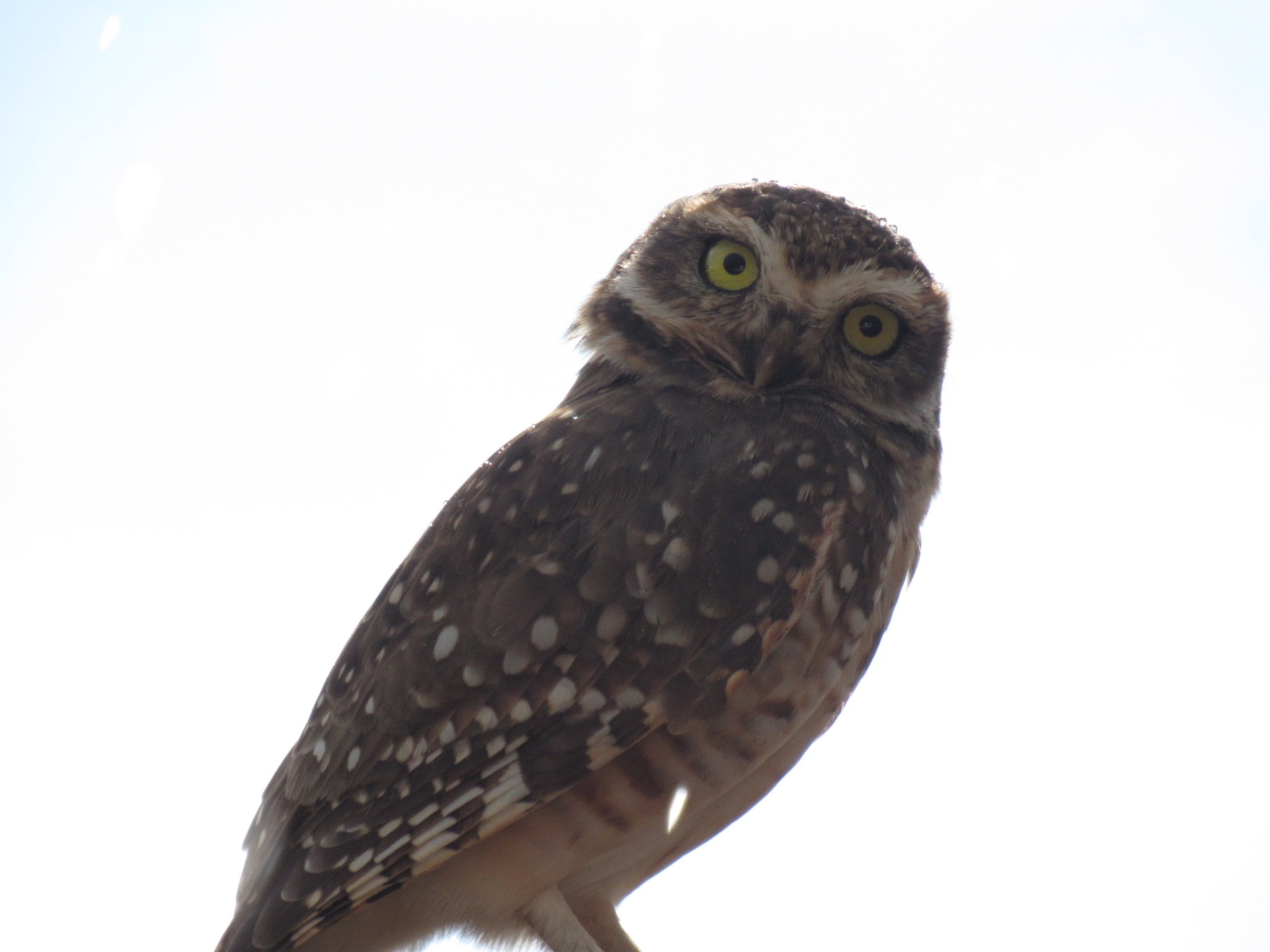 Coruja-buraqueira (Athene cunicularia)