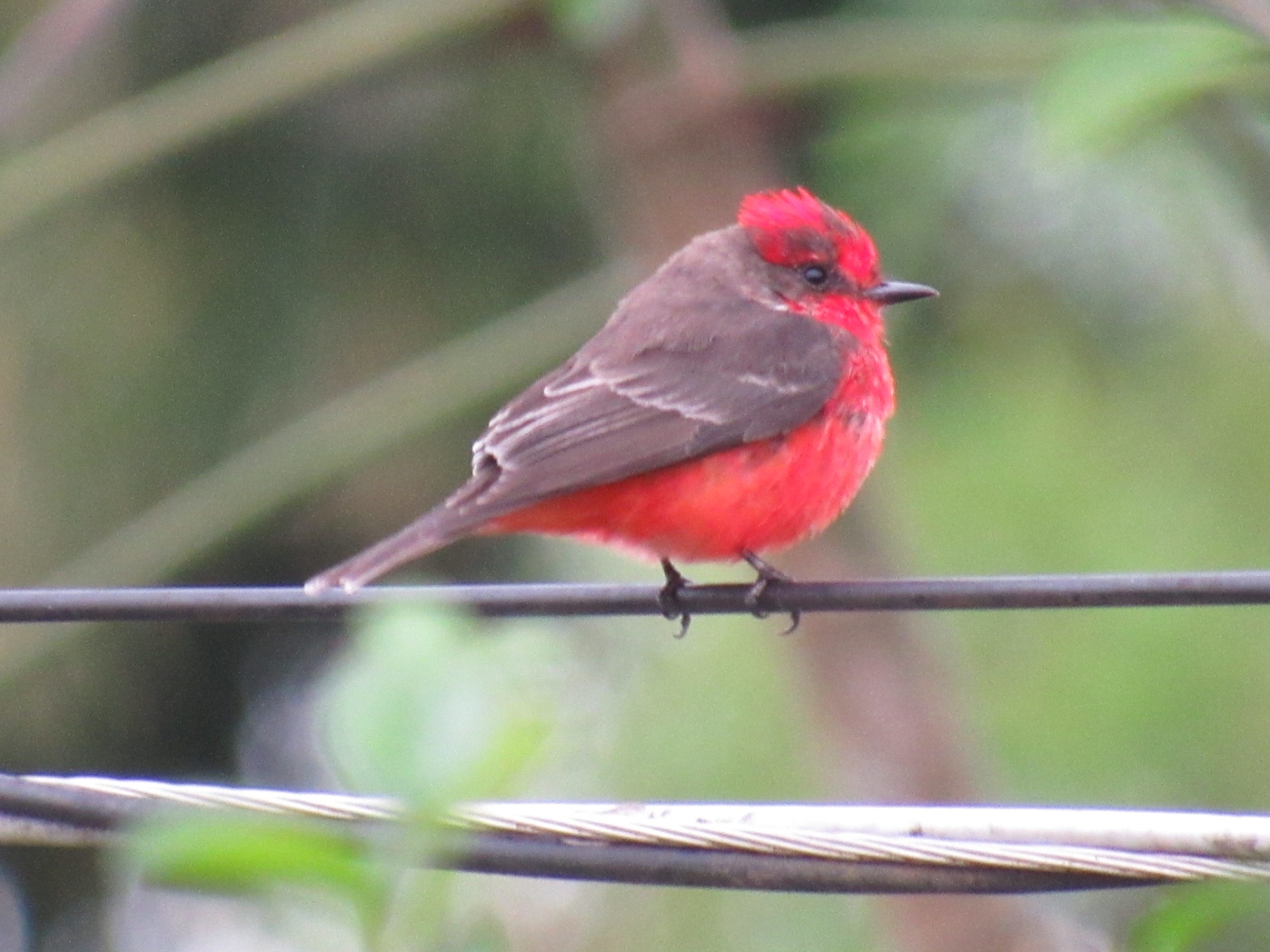Príncipe (Pyrocephalus rubinus)