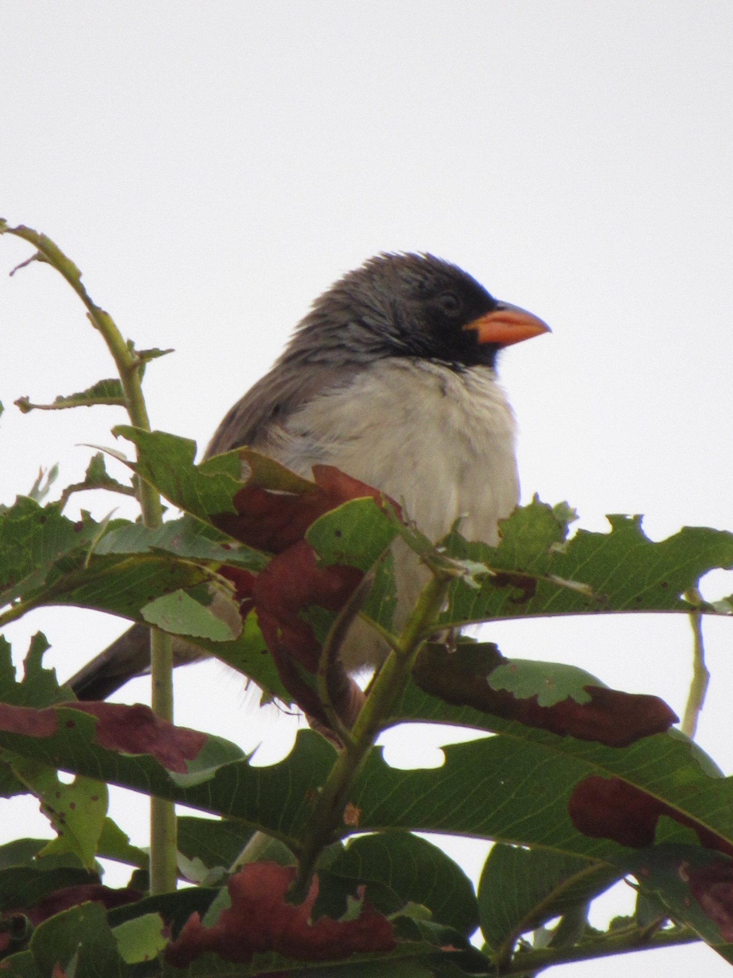 Papa-capim (Sporophila sp.)