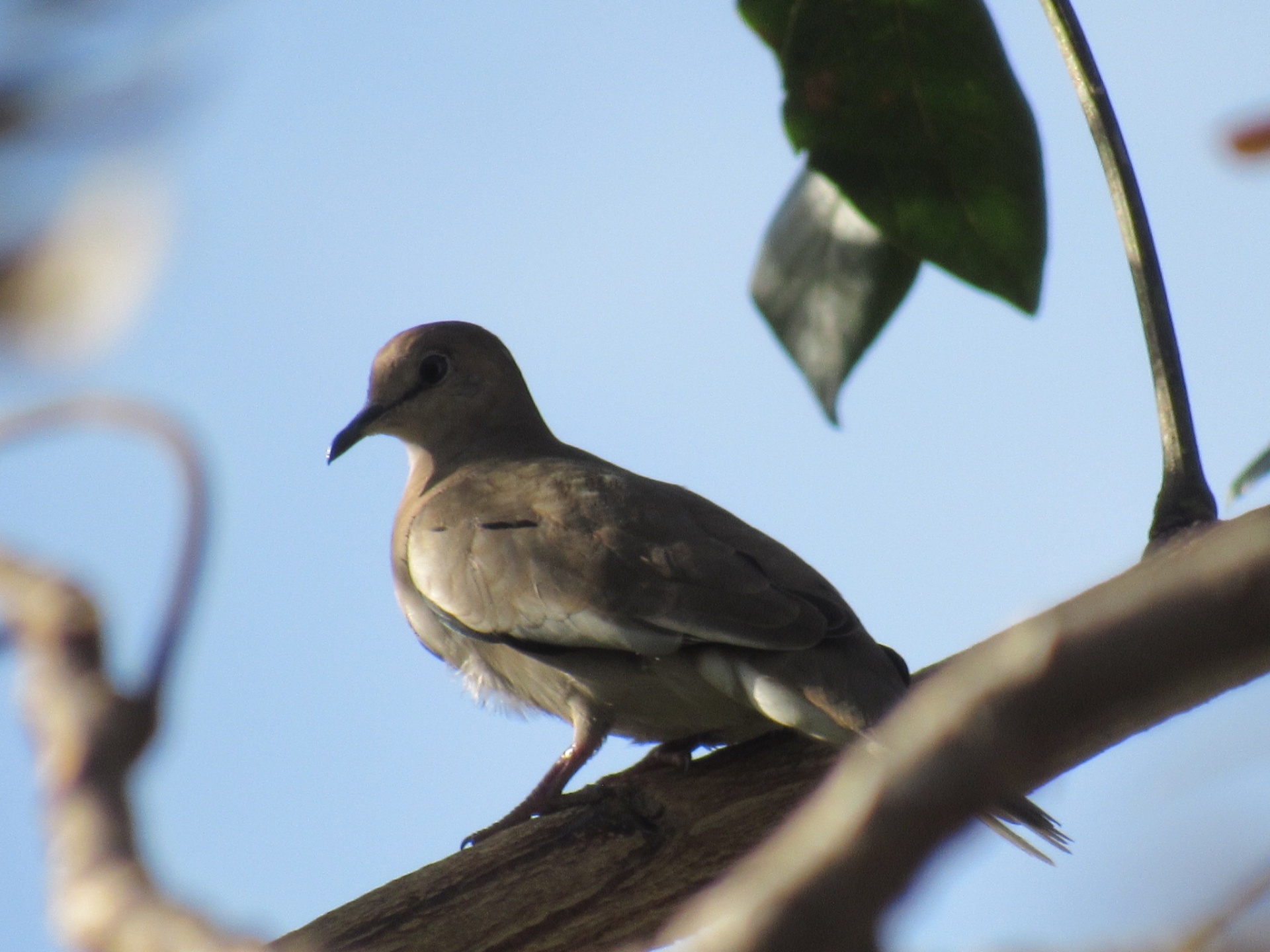 Rolinha-picuí (Columbina picui)