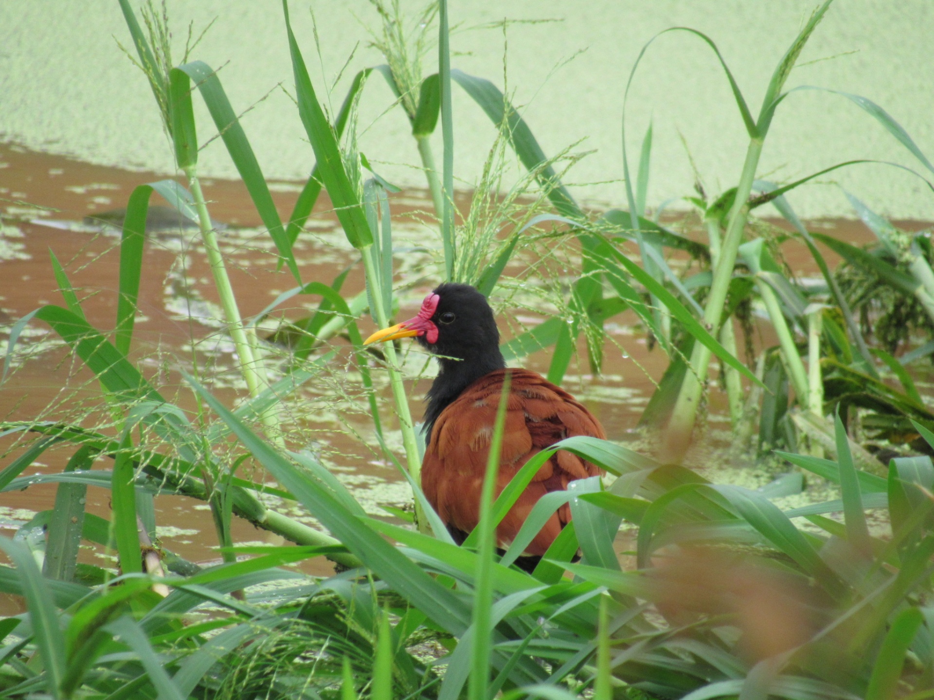 Jaçanã (Jacana jacana) — Ambiente alagado — Mirassol d'Oeste, MT
