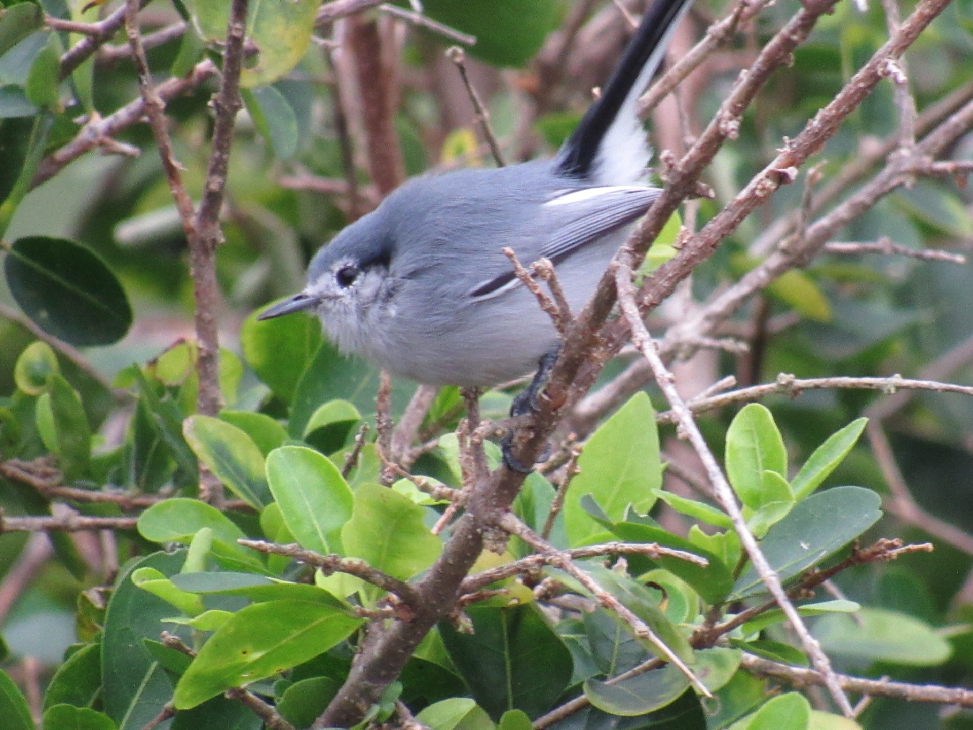 Balança-rabo-de-máscara (Polioptila dumicola)