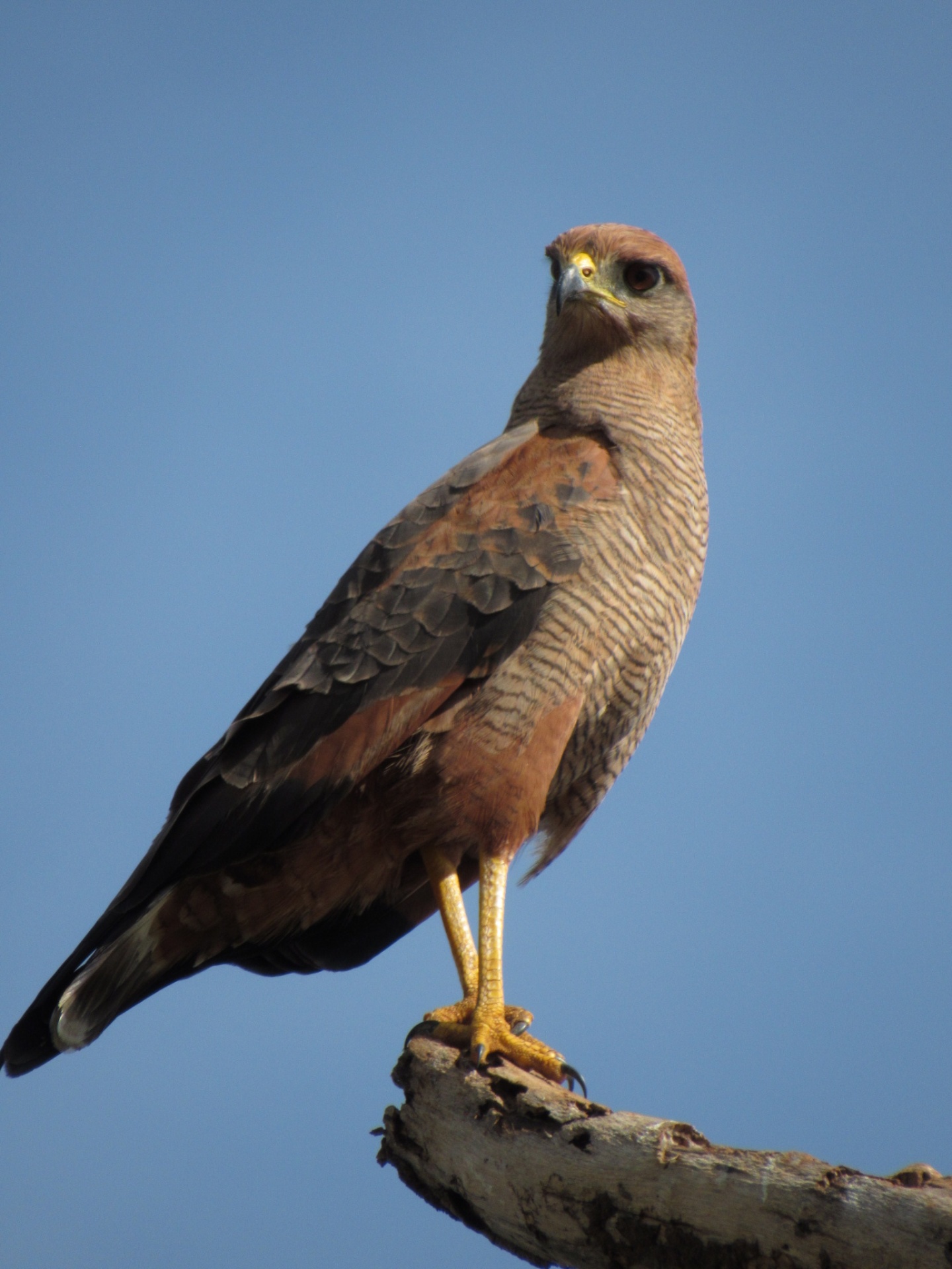 Gavião-caboclo (Heterospizias meridionalis)