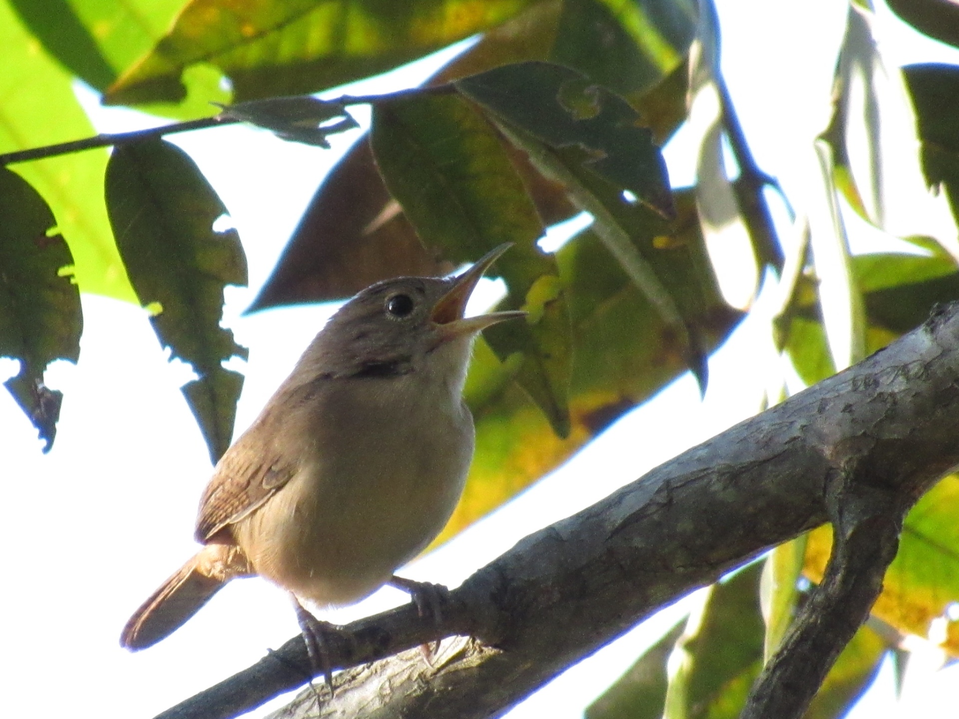 Corruíra (Troglodytes musculus)